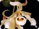 Dendrobium signatum